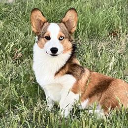 Ringo - Pembroke Welsh Corgi