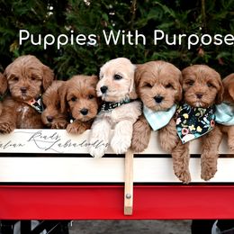 Australian Labradoodles from Read's Australian Labradoodles