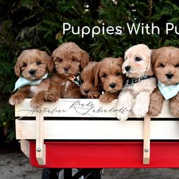 Australian Labradoodles from Read's Australian Labradoodles