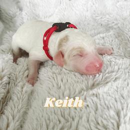Boy 4 - Goldendoodle puppy in Parkersburg, West Virginia from Moore Pups the Merrier