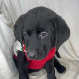 Raven - Black female Labrador Retriever puppy in Grants Pass, Oregon from KnR Antler Dogs