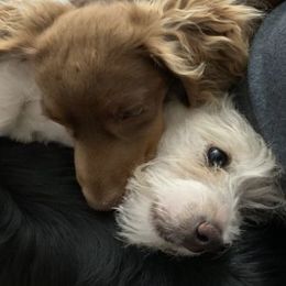 Dachshunds from Bayou Dog Den