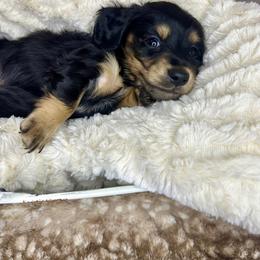Finley - Dachshund puppy from Holder’s Doxie Farm