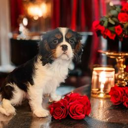 Bentley - Tri-color male Cavalier King Charles Spaniel puppy in Myrtle Beach, South Carolina from Colorful-K9'S