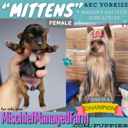 Yorkshire Terrier Puppies from Mischief Managed Farm