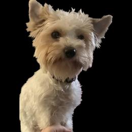 Angel - Biewer Terrier