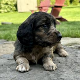 Dachshund Puppies from Boyer’s Dachshunds