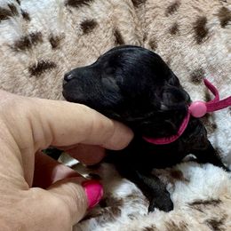 Hot Pink - Phantom female Poodle puppy in Simms, Texas from Donna’s Aussies & Pink Heart Poodles