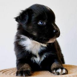 Bentley: Freckles Blue Eyed Boy - Black & white male Miniature Australian Shepherd puppy in Burkesville, Kentucky from Bline’s Awesome Aussies & Doxies at the Bline Family Farm