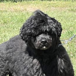 Portuguese Water Dogs from Oreo Bay Portuguese Water Dogs