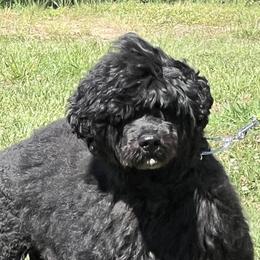 Portuguese Water Dogs from Oreo Bay Portuguese Water Dogs