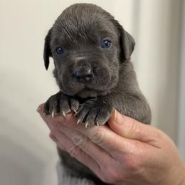 Boy 4 - Gray male Cane Corso puppy in Sandia, Texas from OneTime Cane Corso