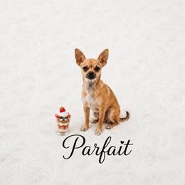 CKC Health Tested Parfait Guardain Home - Black sabled fawn female Chihuahua puppy in Scottdale, Pennsylvania from Itty Bitty Boston & Chi Co, Veteran Owned