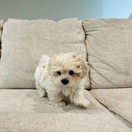 Maltipoo Puppies from Maine's Maltipoos