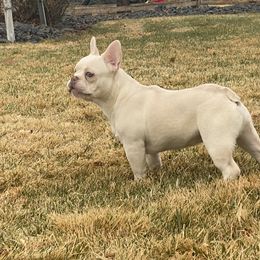 French Bulldog Puppies from QueenBFrenchies
