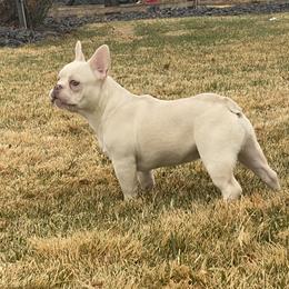 French Bulldog Puppies from QueenBFrenchies