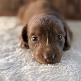Precious - Chocolate female Dachshund puppy in Newport, Tennessee from Justice Doxies