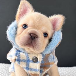 Nanook-Cool Name, Warm Heart - Cream male French Bulldog puppy in Porter, Texas from Whatabulldog