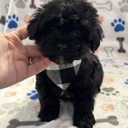 White - Black male Cockapoo puppy in Lancaster, Kentucky from Dream Paws Puppies, LLC