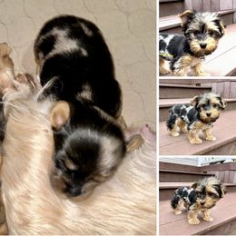 Yorkshire Terrier Puppies from Colorful Yorkies of Long Island