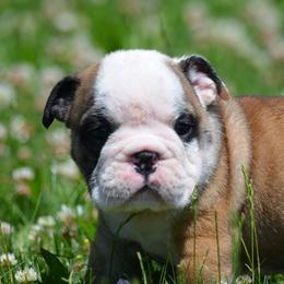 Gus - Fawn and white male Bulldog puppy in Fleetwood, Pennsylvania from D and D Bulldogs