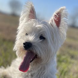 West Highland White Terriers from Briana Faulk