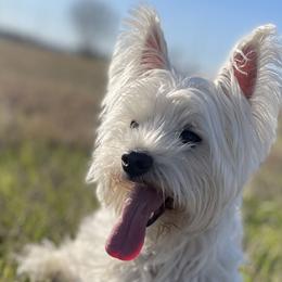 West Highland White Terriers from Briana Faulk