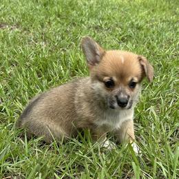 Cupcake - Red female Pembroke Welsh Corgi puppy in Ocala, Florida from Rivermont Farm