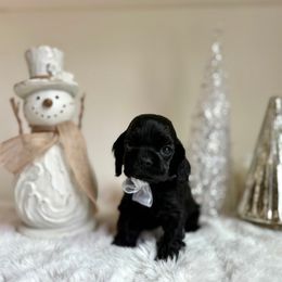 Girl 1 - Black female Cocker Spaniel puppy in California from Archangel Cockers