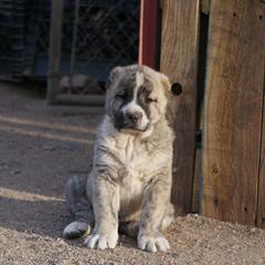 Boy 3 - Gray fawn Armenian Gampr puppy in Neenach, California from Mustang Ranch