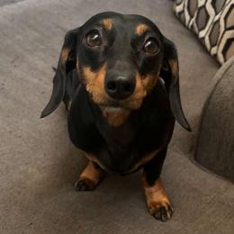 Delilah - Dachshund