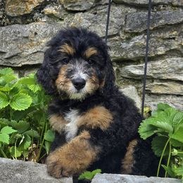 Blue boy - Tri-color male Bernedoodle puppy in Taft, Tennessee from McGraw's Fetching Pups