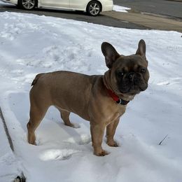 Lola - French Bulldog