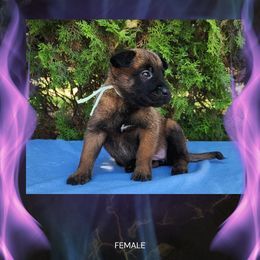 Cinder - Fawn sable female Belgian Malinois puppy in Chino, California from BlueStone K9