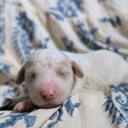 Luna - White female Sheepadoodle puppy in Austin, Texas from Darling Doodles