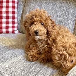 Poodle Puppies from Wanda Burton