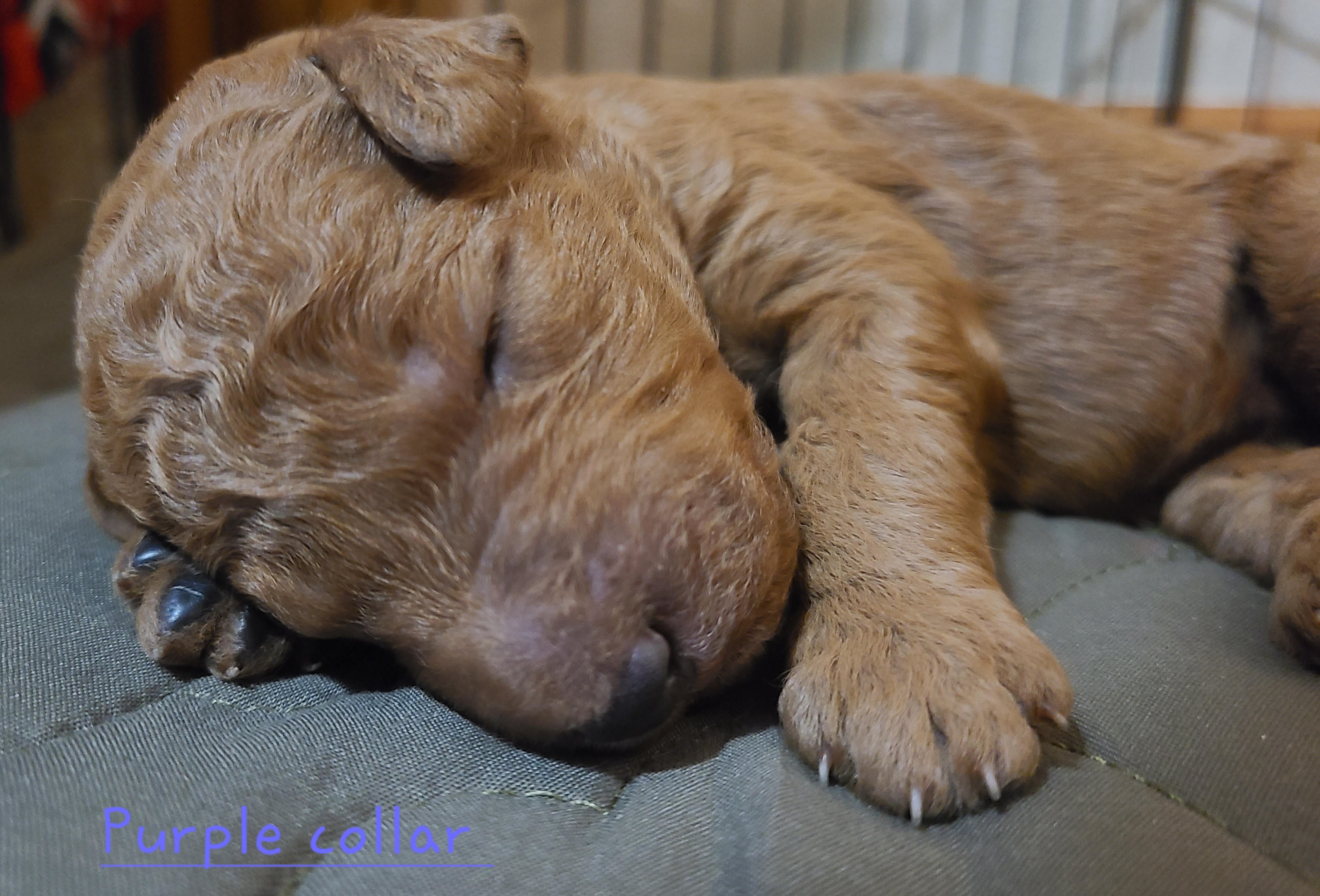 Goldendoodle Puppies from Doodle Den