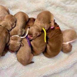 Rose-Pink - Apricot female Goldendoodle puppy in Casper, Wyoming from 307 Doodles