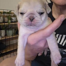 Girl 2 - White female Pug puppy in Spokane, Washington from Kapelac's Royal Pugs