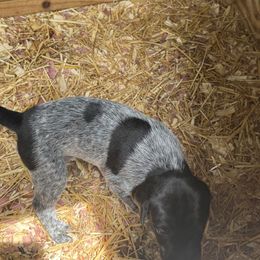 Girl 1 - Black roan female German Shorthaired Pointer puppy in Kathleen, Florida from Alex Yates GSP's