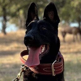 Sis - Dutch Shepherd