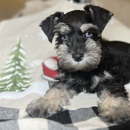 Miniature Schnauzers from Texas Small Town Schnauzers