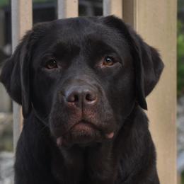 Labrador Retrievers from Odie Acres Labradors
