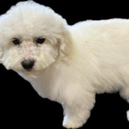 Taylor - White female Poodle puppy in Pueblo West, Colorado from Little Paws Poodles