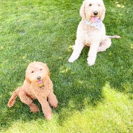 Goldendoodle Puppies from Hobble Creek Farms