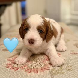Cavalier King Charles Spaniel and Cavapoo Puppies from Waggin Tails