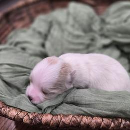 Stef - Cream female Shichon puppy in Bradford, Ohio from Ted E. Bear Patch