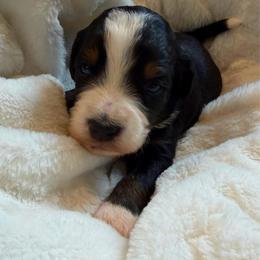 Louis - Tri-color male Bernedoodle puppy in Sherman, Illinois from Shirl Doodle Life