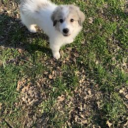 Ruby - White and badger female Great Pyrenees puppy in Cincinnati, Ohio from Yelah Pyrenees