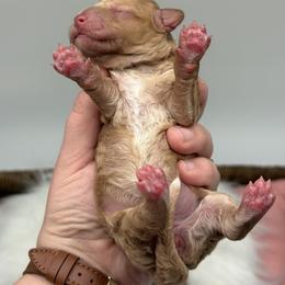 Violet - Red phantom female Aussiedoodle puppy in Austin, Texas from Doodles of Central Texas